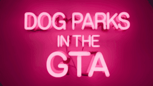 Top 10 GTA Dog Parks | Ranked Episode #1