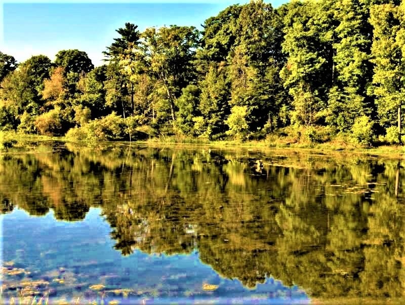 October 2025: West Woodbridge Real Estate Trends!